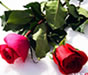 �iir ekle