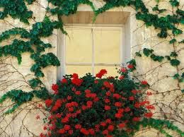  pencere