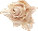 beyaz gül